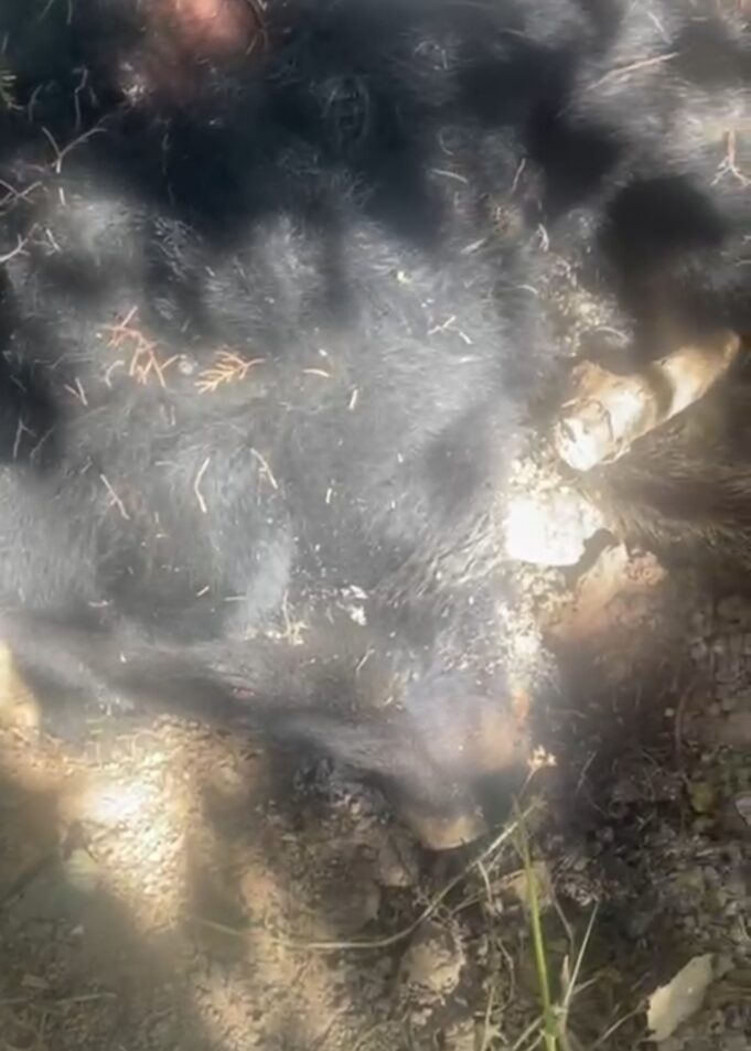 जिला मुख्यालय गोपेश्वर के समीप के मृत अवस्था में मिला भालू