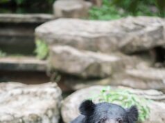 लासी गांव के सिना तोक में भालू ने एक व्यक्ति पर किया हमला, स्थानीय लोगों ने घायल को पहुंचाया अस्पताल