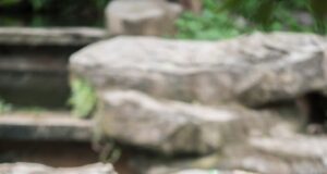 लासी गांव के सिना तोक में भालू ने एक व्यक्ति पर किया हमला, स्थानीय लोगों ने घायल को पहुंचाया अस्पताल