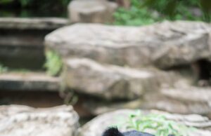 लासी गांव के सिना तोक में भालू ने एक व्यक्ति पर किया हमला, स्थानीय लोगों ने घायल को पहुंचाया अस्पताल