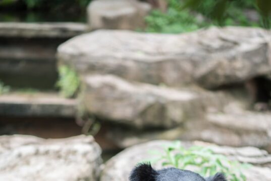 लासी गांव के सिना तोक में भालू ने एक व्यक्ति पर किया हमला, स्थानीय लोगों ने घायल को पहुंचाया अस्पताल