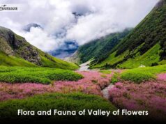 संकट में नंदन- कानन, पहाड़ियों पर आग लगने से 500 से अधिक प्रजाति के फूलों के अदभुत संसार को पैदा हुआ खतरा