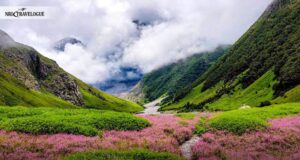 संकट में नंदन- कानन, पहाड़ियों पर आग लगने से 500 से अधिक प्रजाति के फूलों के अदभुत संसार को पैदा हुआ खतरा