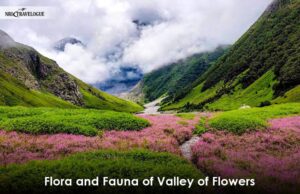 संकट में नंदन- कानन, पहाड़ियों पर आग लगने से 500 से अधिक प्रजाति के फूलों के अदभुत संसार को पैदा हुआ खतरा