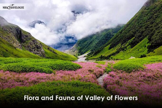 संकट में नंदन- कानन, पहाड़ियों पर आग लगने से 500 से अधिक प्रजाति के फूलों के अदभुत संसार को पैदा हुआ खतरा