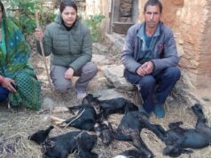 गुलदार का आतंक, दर्जन भर बकरियों को बनाया निवाला