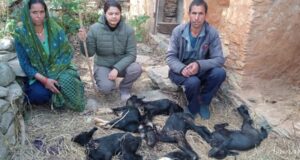 गुलदार का आतंक, दर्जन भर बकरियों को बनाया निवाला