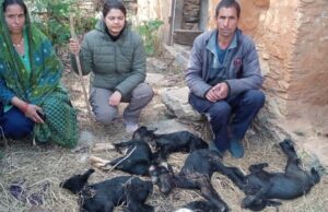 गुलदार का आतंक, दर्जन भर बकरियों को बनाया निवाला