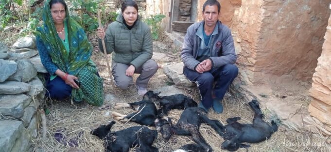 गुलदार का आतंक, दर्जन भर बकरियों को बनाया निवाला