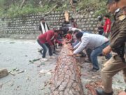 बद्रीनाथ राष्ट्रीय राजमार्ग पर टूटकर गिरा विशालकाय पेड़, बद्रीनाथ विधायक सहित स्थानीय लोगों ने हटाया पेड़