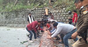 बद्रीनाथ राष्ट्रीय राजमार्ग पर टूटकर गिरा विशालकाय पेड़, बद्रीनाथ विधायक सहित स्थानीय लोगों ने हटाया पेड़