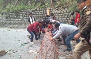 बद्रीनाथ राष्ट्रीय राजमार्ग पर टूटकर गिरा विशालकाय पेड़, बद्रीनाथ विधायक सहित स्थानीय लोगों ने हटाया पेड़