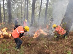 वनाग्नि नियंत्रण हेतु राज्यव्यापी मॉक ड्रिल, SDRF की टीमों ने किया प्रभावी अभ्यास