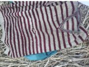 लापता बुजुर्ग महिला का कंकाल मिलने से सनसनी, कपड़ों से हुई शिनाख्त