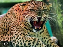 सिंद्रवाणी में गुलदार के हमले से मृतक बच्चे के परिजनों से जिलाधिकारी ने की भेंट