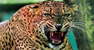 सिंद्रवाणी में गुलदार के हमले से मृतक बच्चे के परिजनों से जिलाधिकारी ने की भेंट