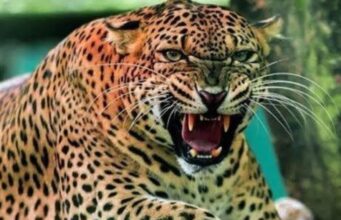 पांच वर्षीय बच्चे को उठा ले गया गुलदार, खोजबीन जारी