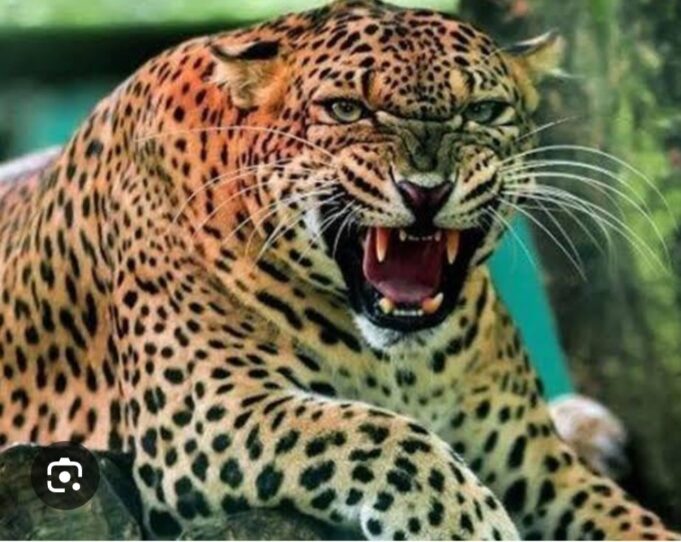 सिंद्रवाणी में गुलदार के हमले से मृतक बच्चे के परिजनों से जिलाधिकारी ने की भेंट