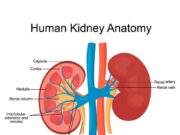 देहरादून के छात्र ने बेची अपनी किडनी, पुलिस ने अस्पताल मालिक और चिकित्सकों समेत 06 को गिरफ्तार किया-