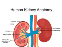 देहरादून के छात्र ने बेची अपनी किडनी, पुलिस ने अस्पताल मालिक और चिकित्सकों समेत 06 को गिरफ्तार किया-