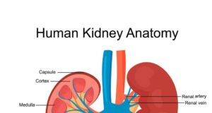 देहरादून के छात्र ने बेची अपनी किडनी, पुलिस ने अस्पताल मालिक और चिकित्सकों समेत 06 को गिरफ्तार किया-