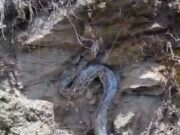 गैरसैंण के गांवली व कोठार गांव के समीप अजगर दिखने से ग्रामीणों में मचा हड़कंप।