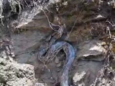 गैरसैंण के गांवली व कोठार गांव के समीप अजगर दिखने से ग्रामीणों में मचा हड़कंप।