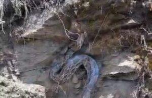 गैरसैंण के गांवली व कोठार गांव के समीप अजगर दिखने से ग्रामीणों में मचा हड़कंप।