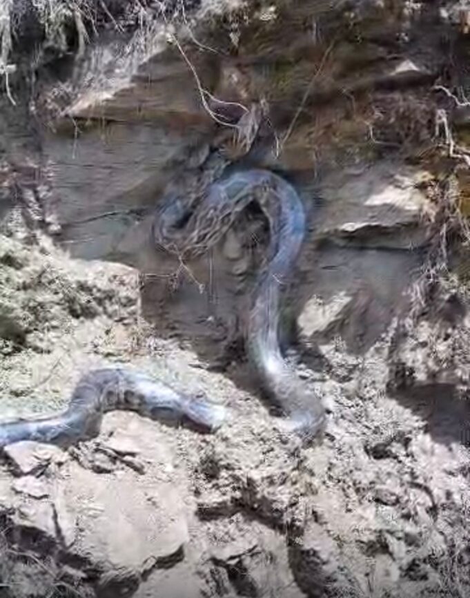 गैरसैंण के गांवली व कोठार गांव के समीप अजगर दिखने से ग्रामीणों में मचा हड़कंप।