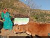 दूध बेचकर हर माह ₹12 हजार तक कमा रहीं लक्ष्मी देवी